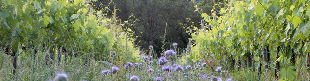 Filari della vigna di Podere Luisa con l'erba fiorita tra le viti